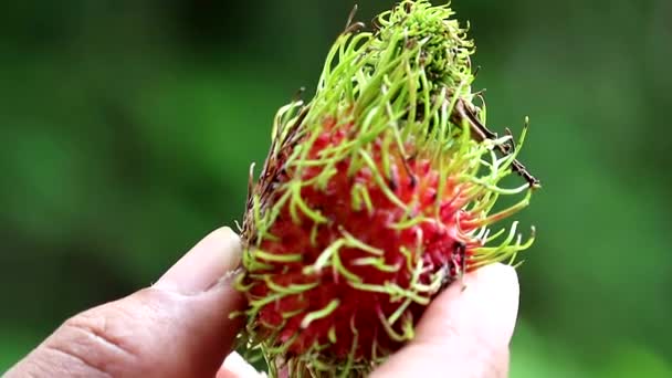 Wie man Rambutan von Hand schält und grünen Garten-Hintergrund1 — Stockvideo