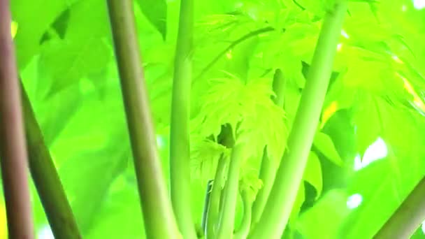 Папайя молодых зеленых листьев и ветки размытие фона — стоковое видео
