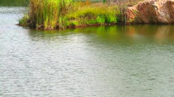 Grüne Pflanzen rund um See und Welle auf der Wasseroberfläche — Stockvideo