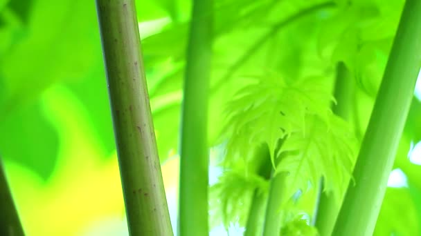 Feuilles de branches de papaye et jeunes feuilles vertes fond — Video
