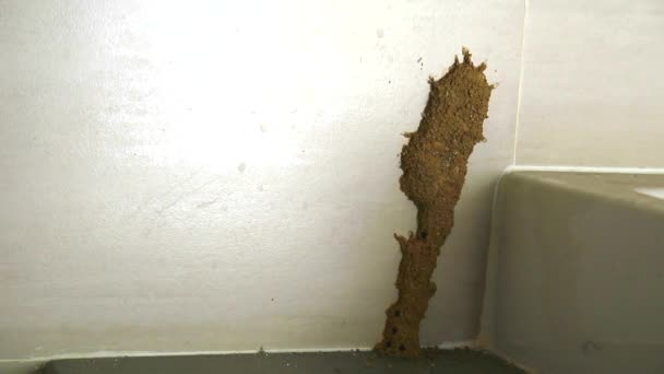 Termites make a nest beside the sink to eat furniture — Stock Video