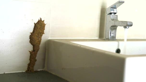 Termitler mobilya yemek için lavabo yanında bir yuva yapmak ve nem yapmak için su üzerinde açık — Stok video