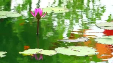 nilüfer pembe çiçek yansıması gölet ve yağmur yapraklar üzerinde düşüş patlama1