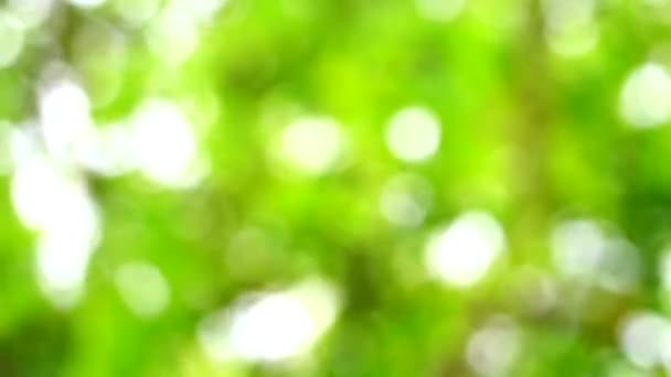 Abstrakt gröna blad oskärpa färgglada av solljus och träd i trädgården bakgrund — Stockvideo