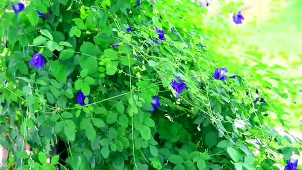 Clitoria ternatea eller blå ärt blommor fördelar och egenskaper av urindrivande ärt, närande hår, laxative1 — Stockvideo