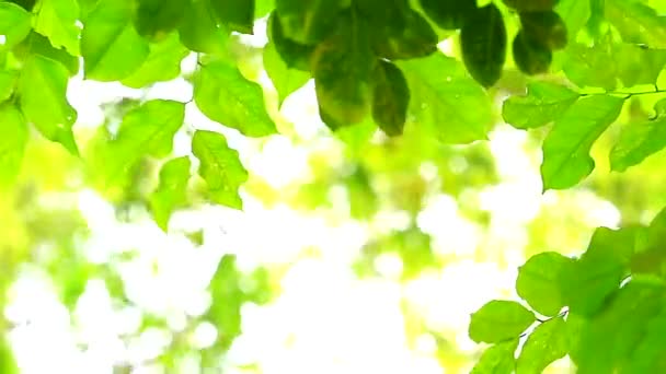 Gröna blad oskärpa färgglada av solljus och träd i trädgården bakgrund — Stockvideo