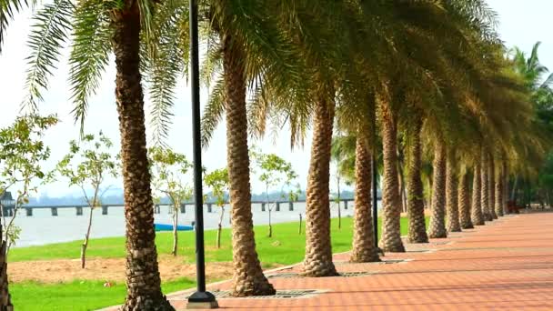 Line of palm tree on side walk way in the public garden near the beach — Stock Video