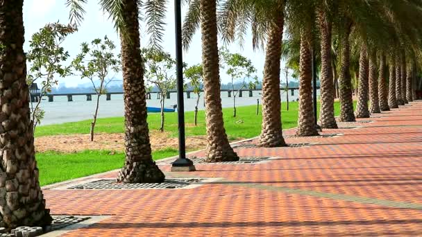 Línea de palmera en camino lateral en el jardín público cerca de la playa — Vídeos de Stock