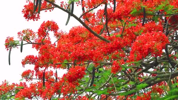 Bahçede açan kırmızı alev ağacı çiçeği1 — Stok video