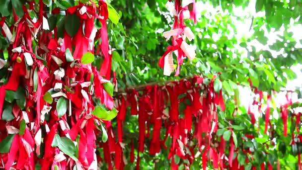 L'arco rosso è legato all'albero con la carta della profezia. Il concetto è una convinzione che legato all'albero che la disgrazia non accadrà — Video Stock