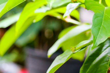 Yeşil yeşil yapraklarda saklanıyor.