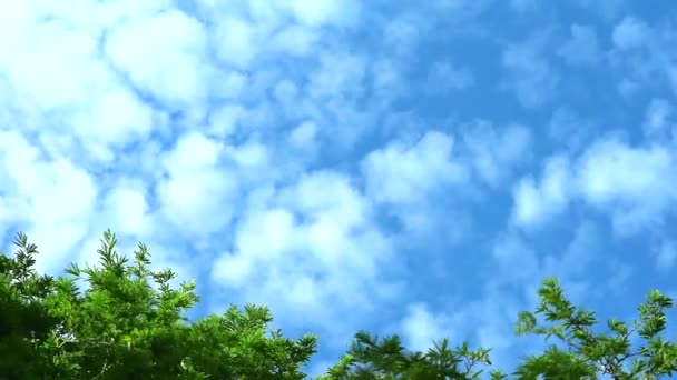 Блакитне небо з чистим хмарним ходом проходить зелене верхнє дерево — стокове відео