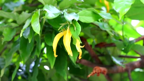 Китайський Desmos є скривка з жовтими квітами даючи дуже ароматні aroma1 — стокове відео