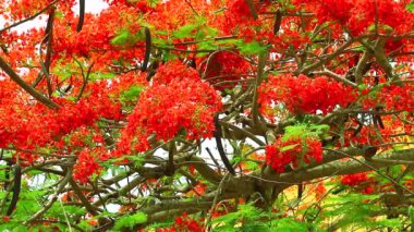 bahçede yeşil yapraklar açan kırmızı alev ağacı çiçek