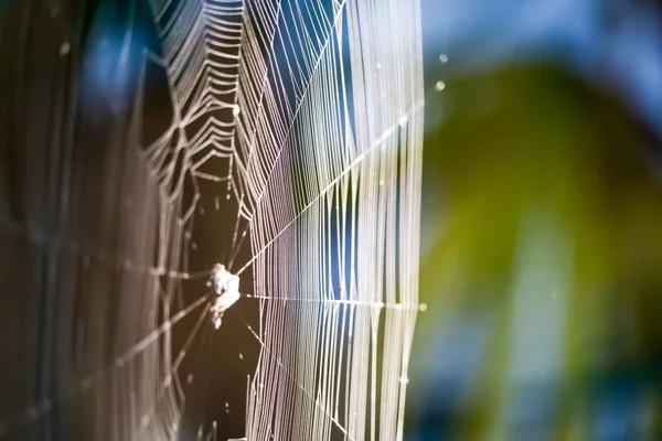 Flou Araignées web pour manipuler pour piéger la proie sur l'arbre dans le gard — Photo