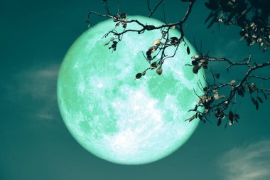 gece kırmızı gökyüzü geri siluet ağaç buck yeşil ay