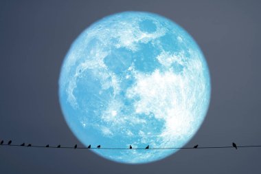 Saman ay gezegen geri siluet kuşlar güç elektrik hattı üzerinde