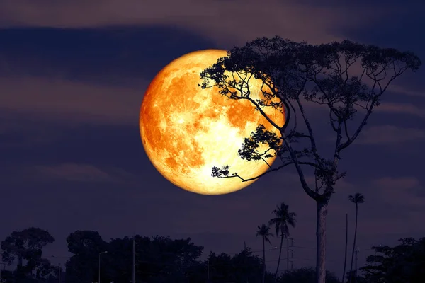 Lua cheia super buck na noite vermelho céu de volta silhueta árvore — Fotografia de Stock