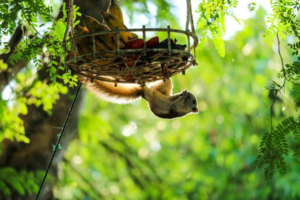 Ardilla en el árbol tratando de comer plátanos y frutas en la cesta — Foto de Stock