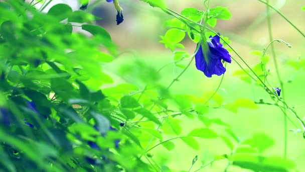 Clitoria ternatea oder Schmetterlingserbsenblüten Vorteile und Eigenschaften der harntreibenden Erbse, nährendes Haar, Abführmittel — Stockvideo