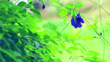 Clitoria ternatea veya kelebek bezelye çiçeklerfaydaları ve diüretik bezelye özellikleri, besleyici saç, müshil1