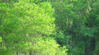 ağaç açık yeşil yaprakları salıncak ve koyu yeşil ağaç arka plan