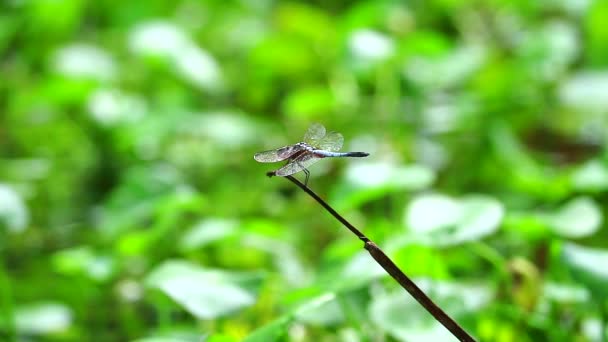 Dragonfly hang droge stokken op de in de vijver hebzucht pad achtergrond — Stockvideo