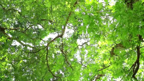 Onder verse groene bladeren van boom in de tuin — Stockvideo