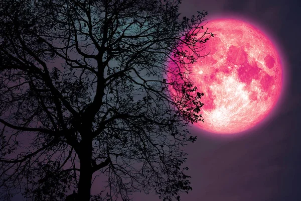 Luna de heno en el cielo nocturno sobre la silueta bosque oscuro — Foto de Stock