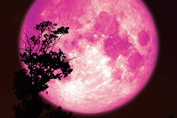 Super rosa luna de esturión en rojo noche cielo atrás silueta árboles — Foto de Stock