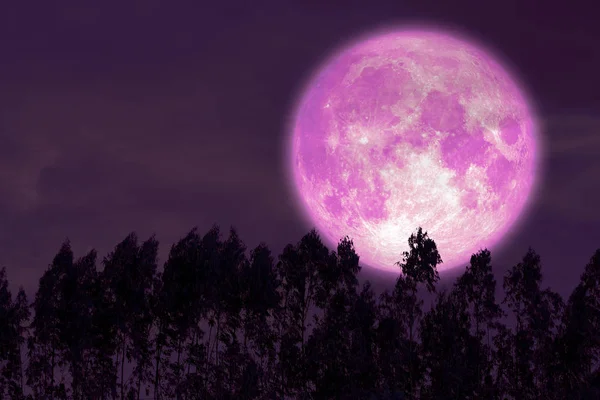 Super Stör rosa Mond am roten Nachthimmel zurück Silhouette Kiefern — Stockfoto