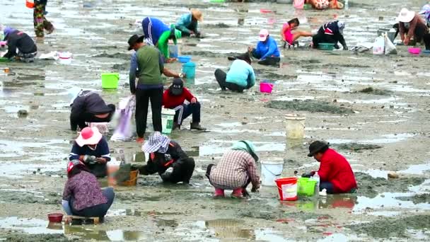 La gente cava para encontrar cangrejo cáscara de marisco cuando la marea baja — Vídeos de Stock