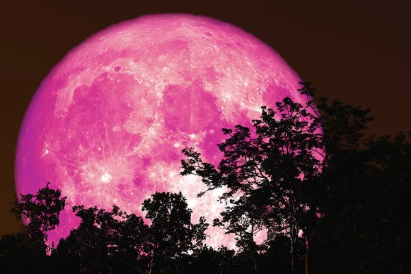 Luna llena de savia de vuelta en la silueta de la planta y los árboles en el cielo nocturno —  Fotos de Stock