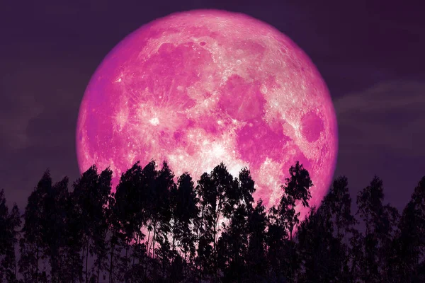 Super rosa luna de esturión en rojo noche cielo espalda silueta pinos — Foto de Stock