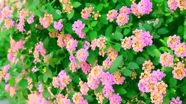 bahçe çiçeklenme ve rüzgar dans pembe sarı lantana camara çiçek