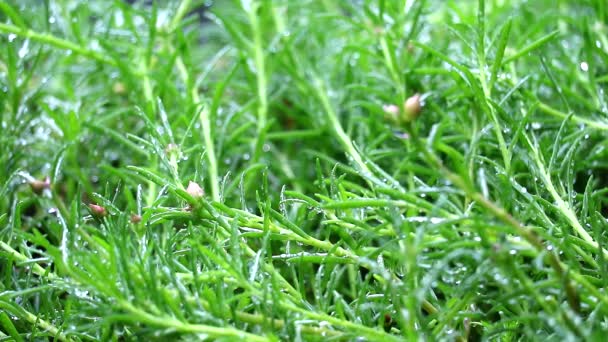 Капля дождя в саду и молодые зеленые листья родился, размытие дождевой воды — стоковое видео