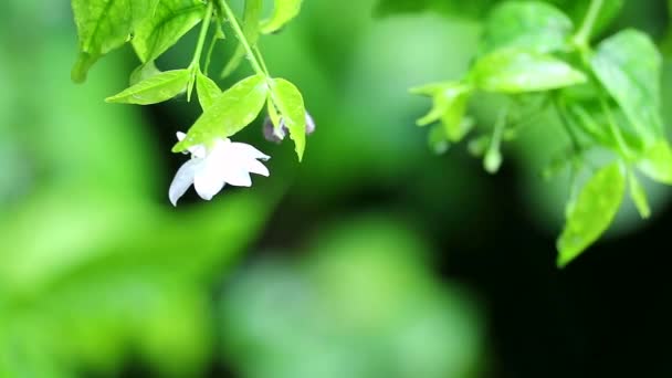 Moke vagy Wrightia religiosa fehér virág alatt eső alá, és blur kert háttere — Stock videók