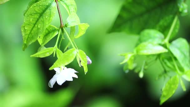 Moke eller Wrightia Religiosa vit blomma och regn falla och blå trädgård bakgrund — Stockvideo