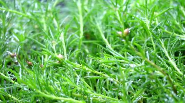 bahçede yağmur damlası ve genç yeşil yaprakları doğdu, yağmur suyu bulanıklığı1