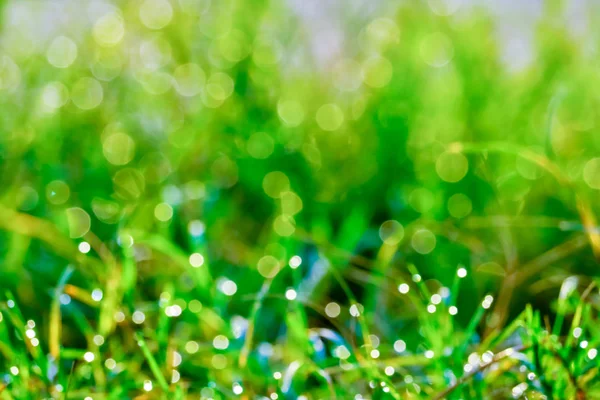 抽象的なぼかし草と露のドロップは緑の葉に落ちる — ストック写真