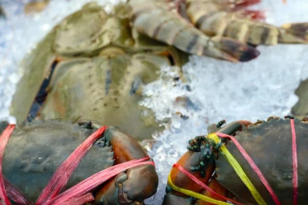 受污染的螃蟹海鲜 与由 flie 引起的病原体细菌 — 图库照片