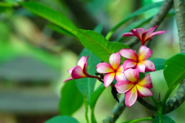 庭の花のプルメリアの花の黄色い赤いピンクのマゼンタ色 — ストック写真