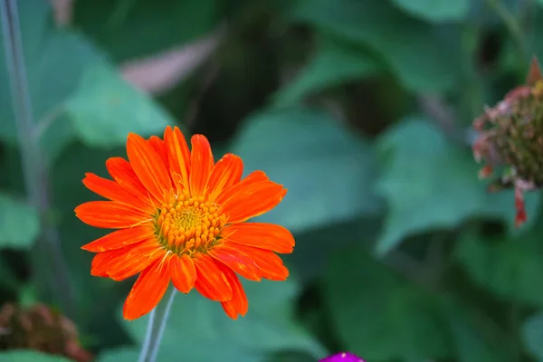 Zinnia fiore d'arancio fioritura nel parco sfocatura foglie verdi — Foto Stock