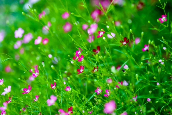 Colorato bel fiore boutique rosa gypsophila in giardino — Foto Stock
