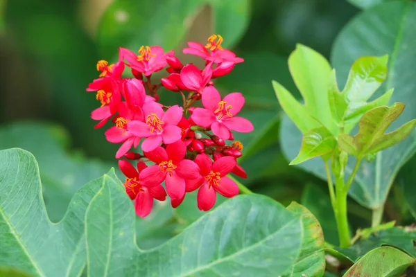 Röd färg blomma i blommande i trädgården oskärpa gröna blad — Stockfoto