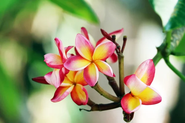 정원 꽃에 플루메리아 꽃의 노란색 빨간색 핑크 마젠타 색상 — 스톡 사진