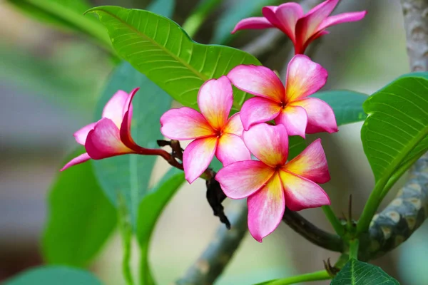 Bahçe çiçek plumeria çiçek sarı kırmızı pembe macenta rengi — Stok fotoğraf