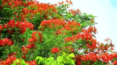 Alev Ağacı veya Royal Poinciana kamu parkta yumuşak rüzgar1 hareket