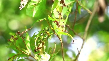 Uzun Boynuzlu Borer Beetle ıslah ıslahı yaprakları yiyor, bahçede bitki ve ağaç onlar tarafından zarar gördü