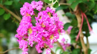 Kraliçe çiçek veya Lagerstroemia speciosa bahçede ağaç üzerinde çiçek pembe ve açık renk var